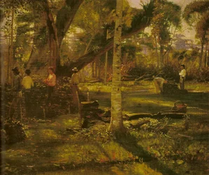 Recolección de Yerba Mate